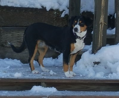 Entlebucher swiss mountain dogs for sale in NM